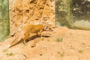Güzel sarı firavun faresi hayvanat bahçesinde güneşli bir yaz gününde kumlu toprakta yürür. Rezerv parkta hayvan yaşamı kavramı. Hayvanları koruma konsepti.