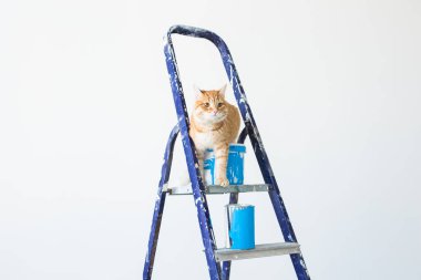 Onarım, duvar boyama, kedi merdiven üzerinde oturur. Kopya alanı ile komik resim