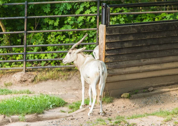 Vahşi beyaz keçi. Hayvanat bahçesi, vahşi hayvanlar ve memeli kavramı — Stok fotoğraf