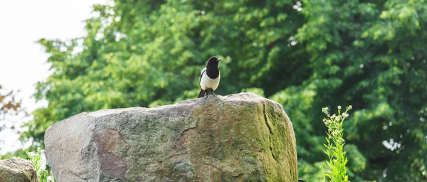 Magpie euroasiático bonito ou europeu, pássaro magpie comum poleiro em uma pedra . — Fotografia de Stock