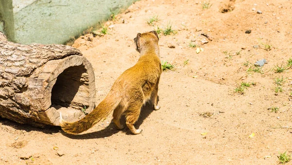 Engraçado pequeno mangusto amarelo está em solo de argila arenosa. Conceito de animais no zoológico. Vida em cativeiro . — Fotografia de Stock