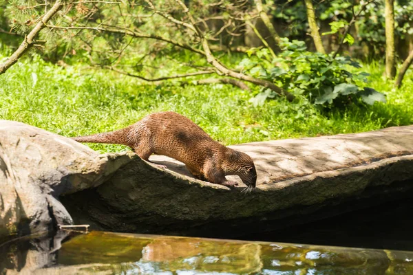 La loutre mouillée agile a attrapé la souris et la porte dans la bouche vers le bas de la pierre à l'eau. Concept d'animaux prédateurs et de vie dans la nature. Concept de protection animale . — Photo