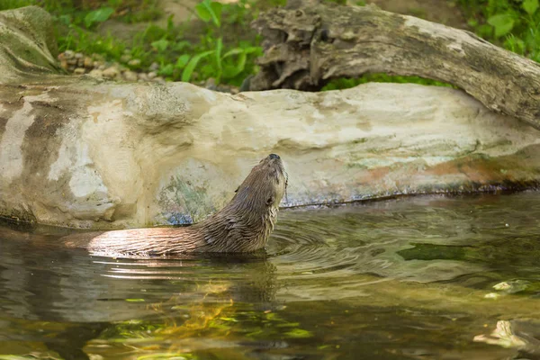 Vue latérale d'une loutre agile humide flotte sur une rivière avec une vue pittoresque avec une souris dans les dents. Concept d'animaux prédateurs et de vie dans la réserve . — Photo