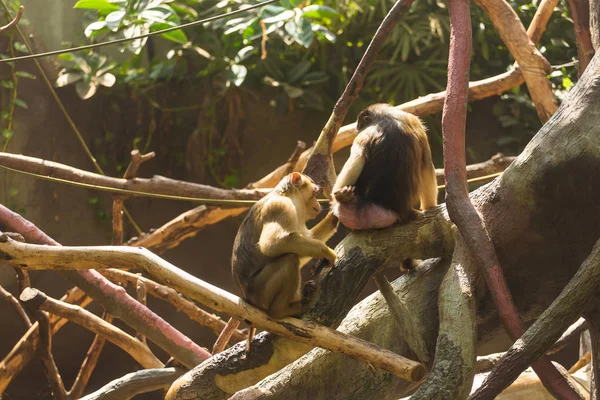 Divertenti scimmie annoiate sedute sui rami di un albero in espansione e annoiate in una calda giornata estiva soleggiata. Concetto di vita animale in uno zoo e in cattività. Concetto di protezione animale . — Foto Stock
