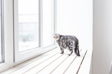 Güzel gri Lop-kulaklı İskoç kedi yeni konut okurken, yeni bir beyaz pencere-eşik etrafında dikkatli yürüyor. Hayvan refahı ve pediaçgözlülük kediler için bakım kavramı.