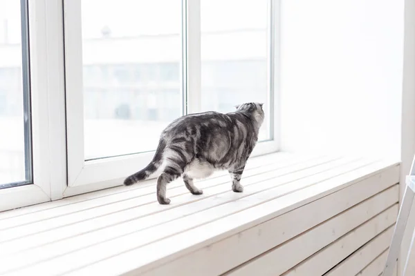 Piękny szary LOP-eared szkocki kot spacery ostrożnie wokół nowego białego parapecie podczas studiów jego nowej obudowie. Koncepcja dobrostanu zwierząt i opieki nad kotami rodowodymi. — Zdjęcie stockowe