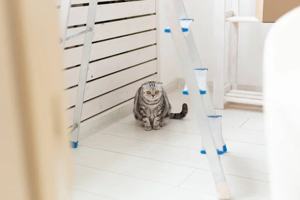 Ciekawy szary szkocki fałd kot jest zwiedzanie nowego mieszkania po przeniesieniu. Koncepcja życia zwierząt w mieszkaniu i dbanie o koty. — Zdjęcie stockowe
