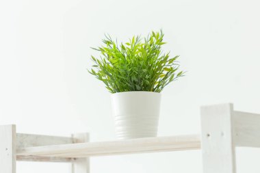 Beyaz rafta küçük bir yeşil bitki. İç resim.