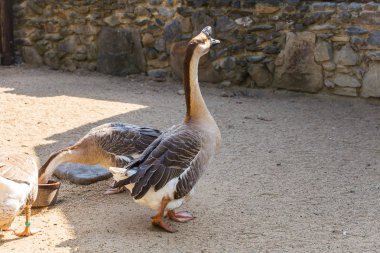 Vahşi kazlar. Çiftlikte hayvan yaşamı kavramı