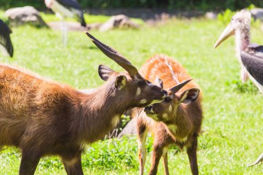 Çayırda karacalar. Hayvanat bahçesi, vahşi hayvanlar ve memeli kavramı