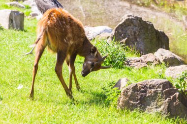 Çayırda karaca. Hayvanat bahçesi, vahşi hayvanlar ve memeli kavramı