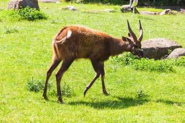 Çayırda karaca. Hayvanat bahçesi, vahşi hayvanlar ve memeli kavramı