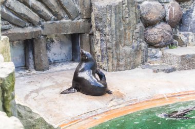 Sevimli kürk mühür güneşli sıcak bir günde hayvanat bahçesinde dinlenir. Hayvanat bahçesinde ve esaret altında hayvan yaşamı kavramı.