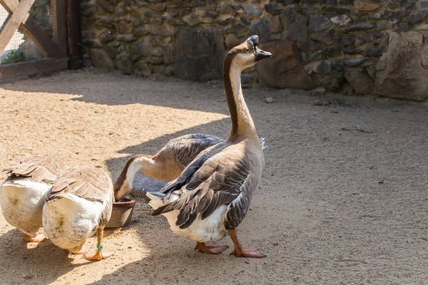 Vilda Gooses. Begreppet djurliv på gården — Stockfoto