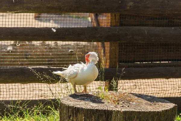 Vild gås. Begreppet djurliv på gården — Stockfoto