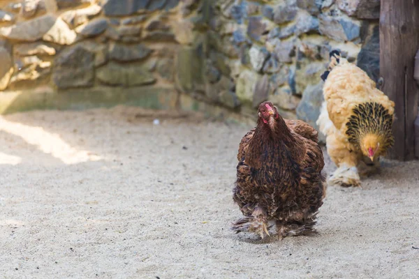 O galo brahma atarefado caminha pelo pátio arenoso em um dia quente ensolarado do verão. Conceito de raças exóticas de frangos na filial da exploração . — Fotografia de Stock