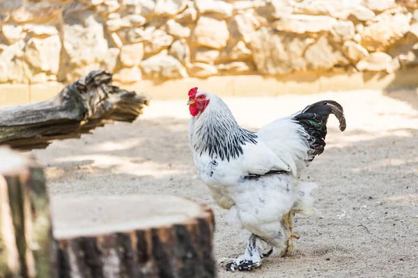 Bokros kakas Brahma sétál át a homokos udvaron egy napfényes meleg nyári napon. Egzotikus csirketenyésztés fogalma a mezőgazdasági leányvállalaton. — Stock Fotó