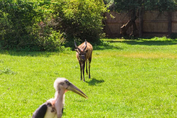 Oiseaux africains et chevreuils. Cigogne Marabou en été — Photo