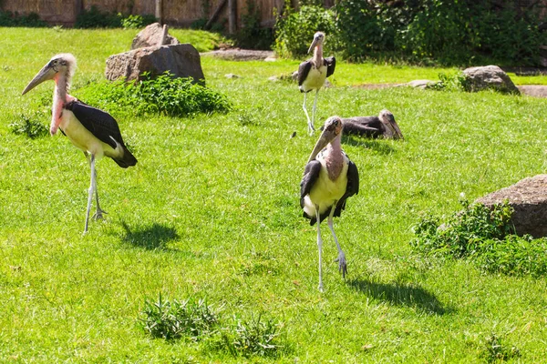 African birds. Stork Marabou in the summertime — Stock Photo, Image
