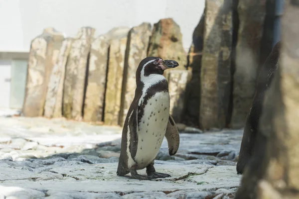 Lindo pingüino africano caminando en el zoológico. Concepto de vida animal en un zoológico. Protección de animales . — Foto de Stock