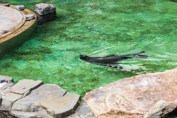 Linda foca de piel nada en el zoológico en un día soleado y cálido. Concepto de vida animal en un zoológico y en cautiverio . — Foto de Stock