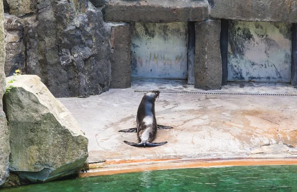 Милый тюлень покоится в зоопарке в солнечный теплый день. Концепция животной жизни в зоопарке и в неволе . — стоковое фото