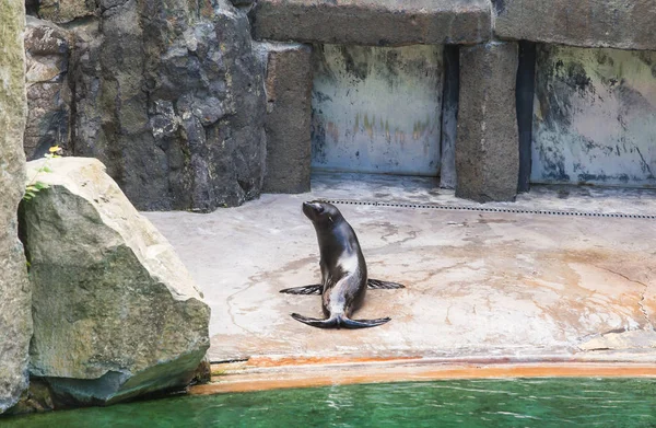 Linda foca de piel descansa en el zoológico en un día soleado y cálido. Concepto de vida animal en un zoológico y en cautiverio . — Foto de Stock