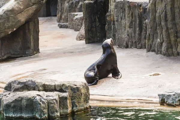Linda foca de piel en el zoológico. Concepto de vida animal en las reservas naturales y naturales. Protección medioambiental . — Foto de Stock