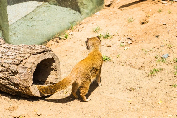Schöne gelbe Mungo-Wanderungen auf sandigem Boden an einem sonnigen Sommertag im Zoo. Tierschutzkonzept im Reservat. Tierschutzkonzept. — Stockfoto