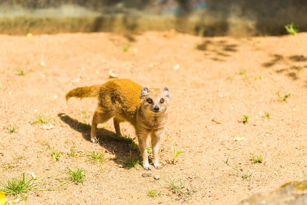 Милый желтый мангуст гуляет по песчаной почве в солнечный летний день в зоопарке. Концепция жизни животных в заповедном парке. Концепция защиты животных . — стоковое фото