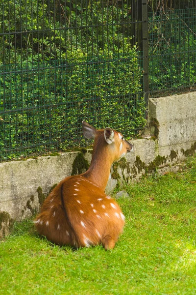 Na louce je zadní pohled na srnec. Zoologická zahrada, divoká zvířata a savec — Stock fotografie