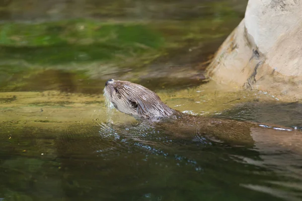 Die Seitenansicht eines lustigen Fischotters hält eine Maus in der Hand und schwimmt in einen abgelegenen Ort. Konzept des Lebens räuberischer Tiere und der Nahrungskette im Ökosystem. Tierschutzkonzepte. — Stockfoto