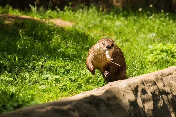 Der flinke Fischotter fing die Maus und trug sie im Maul den Stein hinunter ins Wasser. Konzept der Raubtiere und des Lebens in der Natur. Tierschutzkonzept. — Stockfoto