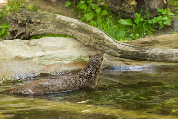 Die Seitenansicht eines nassen flinken Fischotters schwimmt auf einem Fluss mit malerischem Blick und einer Maus auf den Zähnen. Konzept der Raubtiere und des Lebens im Reservat. — Stockfoto