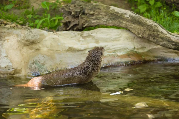 Vista lateral de una nutria ágil mojada está flotando en un río con una vista pintoresca con un ratón en los dientes. Concepto de animales depredadores y vida en la reserva . — Foto de Stock
