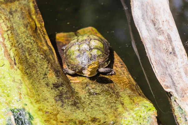 Vista superior de una tortuga vieja y divertida sentada en una plataforma de madera junto al lago y divertida abre la boca. Concepto de los animales más longevos del planeta . —  Fotos de Stock