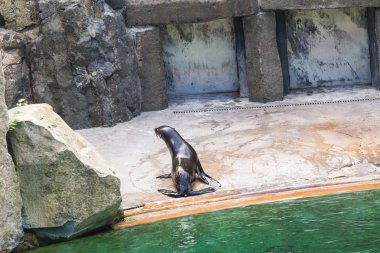 Sevimli kürk mühür güneşli sıcak bir günde hayvanat bahçesinde dinlenir. Hayvanat bahçesinde ve esaret altında hayvan yaşamı kavramı.