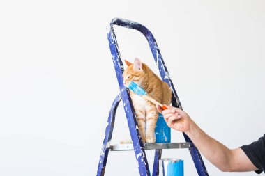 Onarım, duvar boyama, kedi merdiven üzerinde oturur. Komik resim