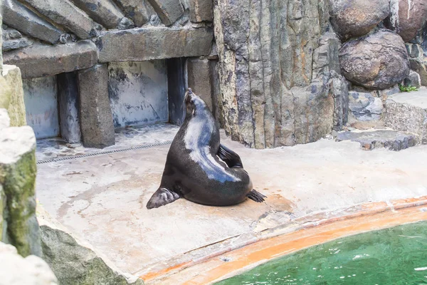 Sevimli kürk mühür güneşli sıcak bir günde hayvanat bahçesinde dinlenir. Hayvanat bahçesinde ve esaret altında hayvan yaşamı kavramı.