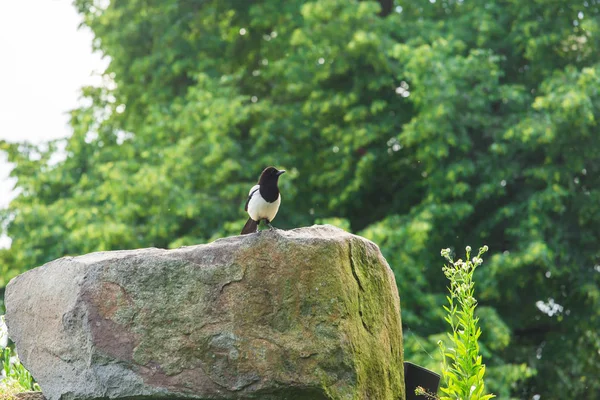 Красивий Євразійський або Європейський сорок, звичайний птах, що гине на камені. — стокове фото