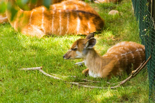 Yavru geyikle çayırda karacalar. Hayvanat bahçesi, vahşi hayvanlar ve memeli kavramı — Stok fotoğraf