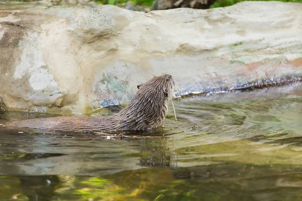 Die Rückansicht eines lustigen Fischotters hält eine Maus in der Hand und schwimmt in einen abgelegenen Ort. Konzept des Lebens räuberischer Tiere und der Nahrungskette im Ökosystem. Tierschutzkonzepte. — Stockfoto