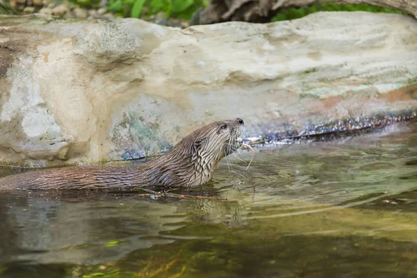 Vista lateral de una nutria húmeda divertida sostiene un ratón y nada en un lugar aislado. Concepto de vida de los animales depredadores y de la cadena alimentaria en el sistema ecológico. Conceptos de protección animal . — Foto de Stock