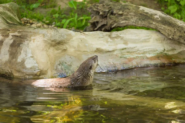 Die Seitenansicht eines nassen flinken Fischotters schwimmt auf einem Fluss mit malerischem Blick und einer Maus auf den Zähnen. Konzept der Raubtiere und des Lebens im Reservat. — Stockfoto
