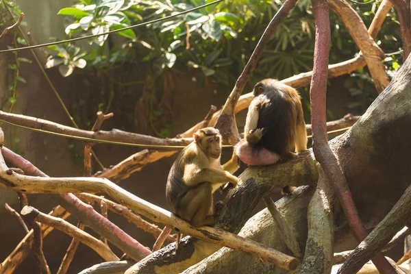 Divertenti scimmie annoiate sedute sui rami di un albero in espansione e annoiate in una calda giornata estiva soleggiata. Concetto di vita animale in uno zoo e in cattività. Concetto di protezione animale . — Foto Stock