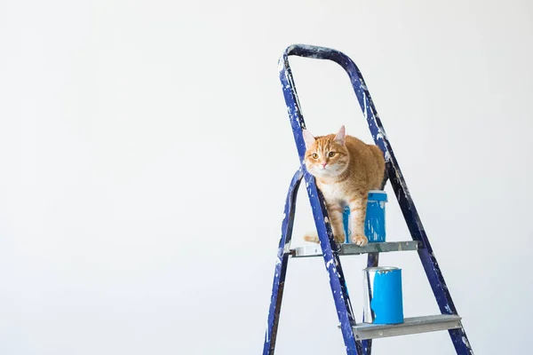 Opravy, malování stěn, kočka sedí na štaflí. Srandovní obrázek s kopií prostor — Stock fotografie