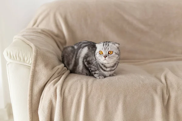 Primer plano de un lindo gato gris escocés de ojos marrones sentado en el sofá y explorando un nuevo apartamento. Concepto de inauguración para animales . —  Fotos de Stock