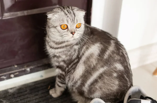 Hermoso gato escocés orejudo gris camina alrededor de una puerta mientras estudia su nueva vivienda. El concepto de bienestar animal y el cuidado de los gatos pedigrí . — Foto de Stock