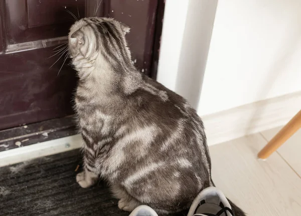 Beautiful gray lop-eared scottish cat walks around a door while studying its new housing. The concept of animal welfare and care for pedigree cats.