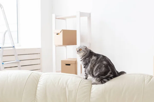 Curioso gris escocés plegable gato está explorando un nuevo apartamento después de mudarse. El concepto de vida animal en el apartamento y el cuidado de los gatos . —  Fotos de Stock